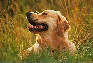 《永劫无间》职业联赛NBPL常规赛第二双周6月23日赛事